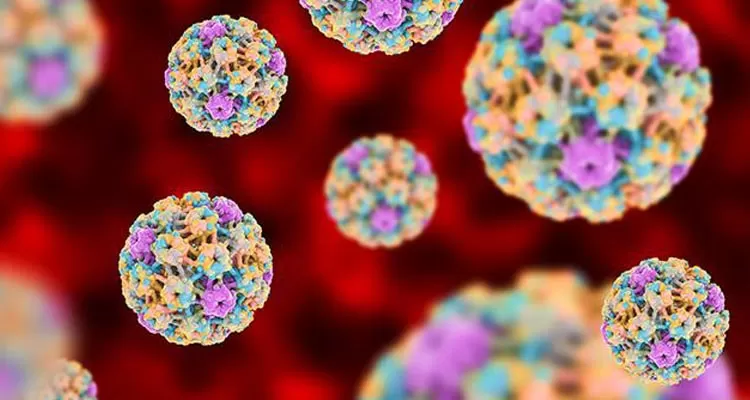 HPV Virüsü ve HPV Aşısı